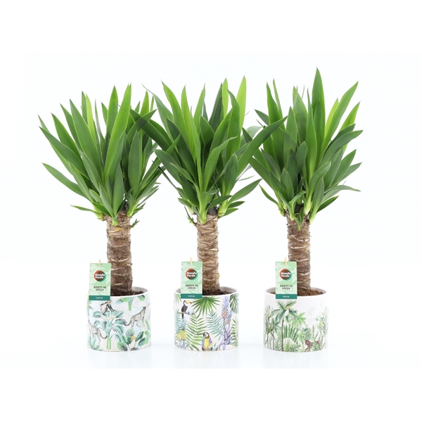 <h4>Yucca 25 cm hout 3+ kop in Jungle Keramiek</h4>