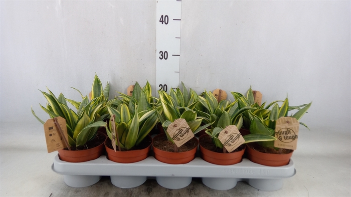 <h4>Sansevieria trifa. 'Golden Hahnii'</h4>