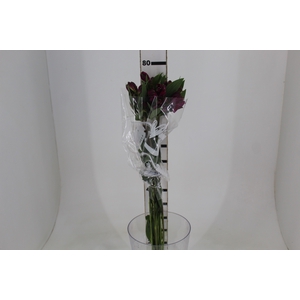 ALSTROEMERIA REAL 080 CM