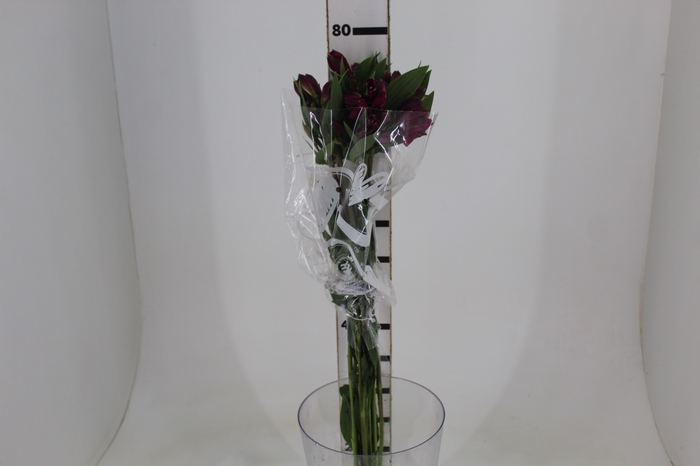 <h4>ALSTROEMERIA REAL 080 CM</h4>