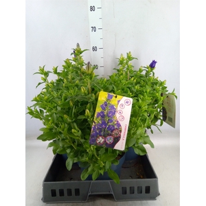Campanula medium 'Appeal Deep Blue'