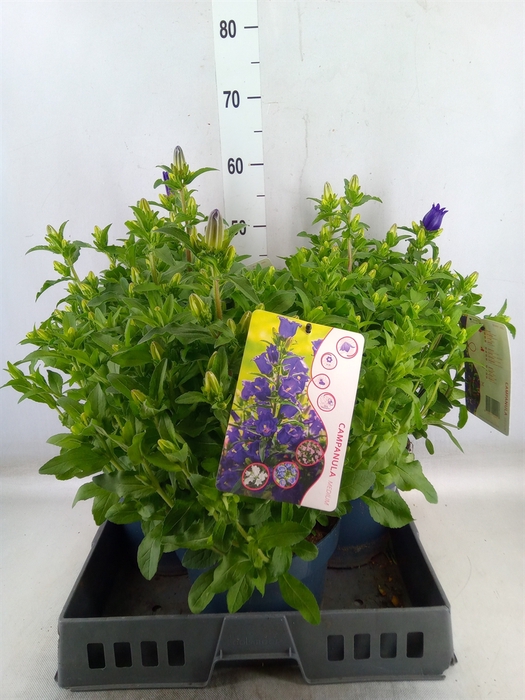<h4>Campanula medium 'Appeal Deep Blue'</h4>