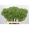 Allium Zaadbollen