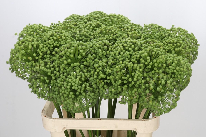 <h4>Allium Zaadbollen</h4>