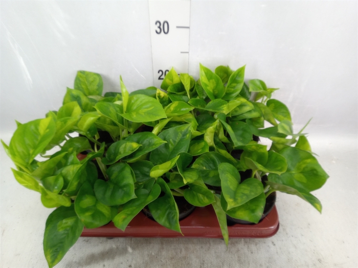 <h4>Epipremnum pinn. 'Global Green'</h4>