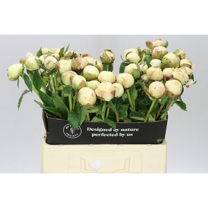 Paeonia Bowl Of Cream A2