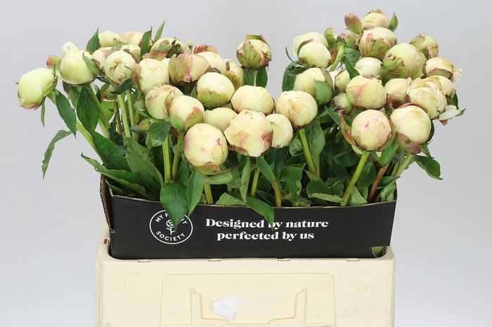 <h4>Paeonia Bowl Of Cream A2</h4>