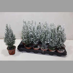 Cham L Ellwoodii + Snow