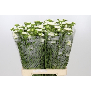 Callistephus Matsumoto White