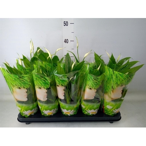 Spathiphyllum  'Alana'