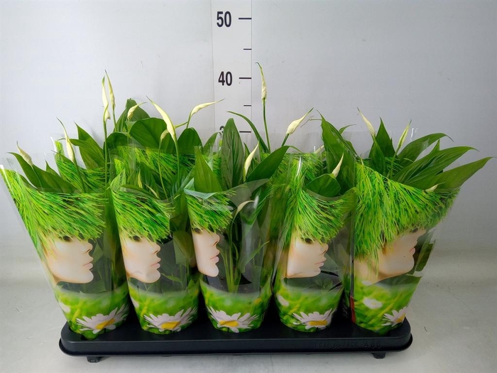 <h4>Spathiphyllum  'Alana'</h4>