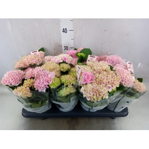 Hydrangea mac. 'Magical Revolution'