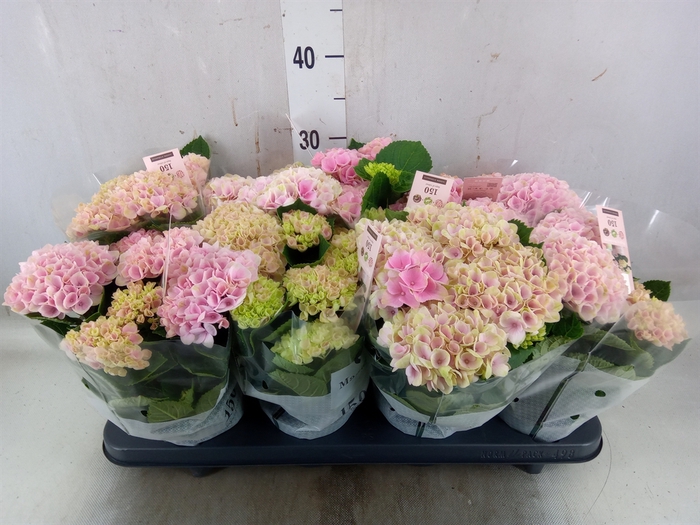 <h4>Hydrangea mac. 'Magical Revolution'</h4>