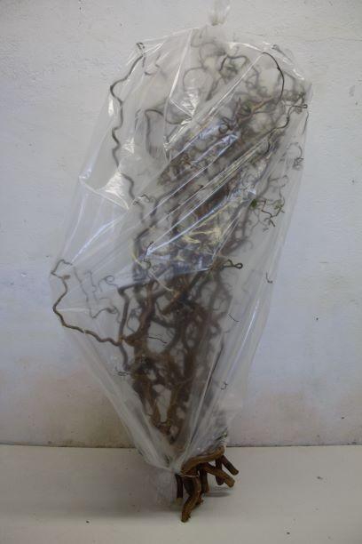 <h4>CORYL AV CONTORTA</h4>