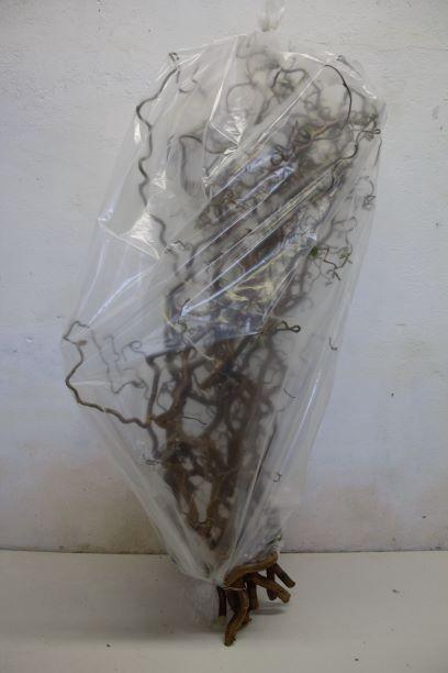 <h4>CORYL AV CONTORTA</h4>