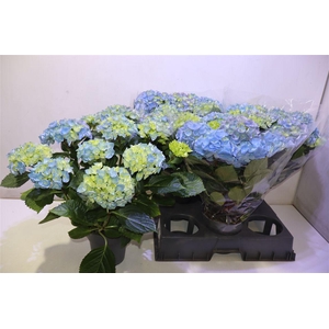 arr8 Hydr M Hi River