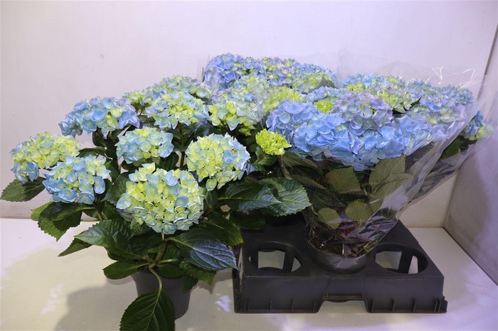 <h4>arr8 Hydr M Hi River</h4>