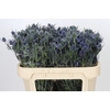 Eryngium Blue Dynamite