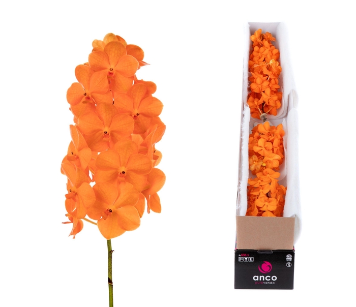 Vanda Princess Orange X5