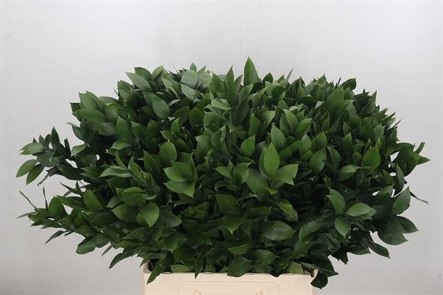 <h4>RUSCUS HYPOPHYLLUM</h4>