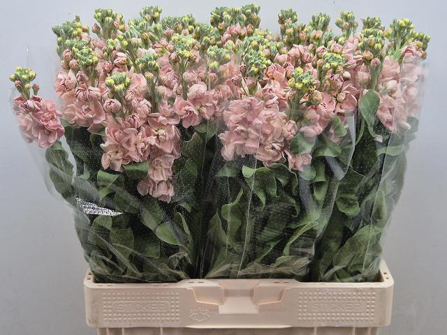 <h4>MATTH MILLA SALMON</h4>