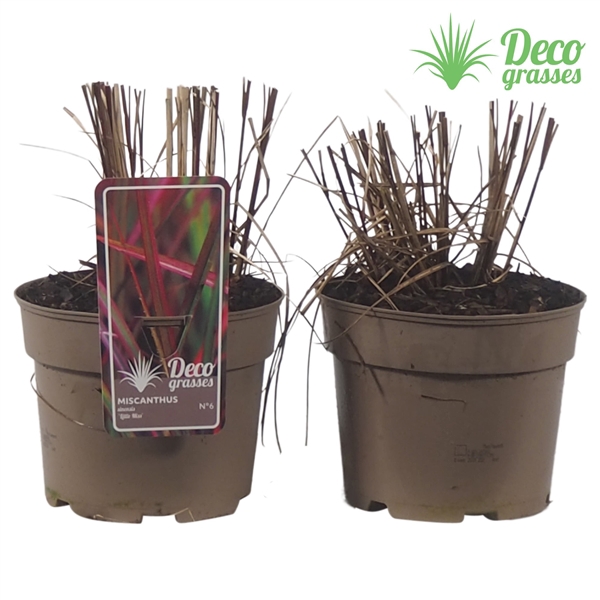 <h4>Miscanthus sinensis 'Little Miss'®</h4>