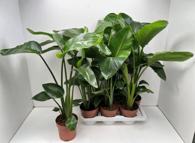 <h4>STRELITZIA NICOLAI</h4>