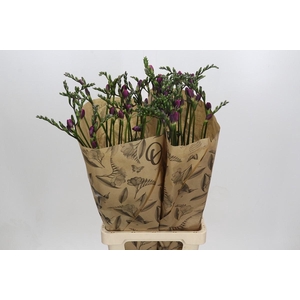 Freesia One Pink XXL