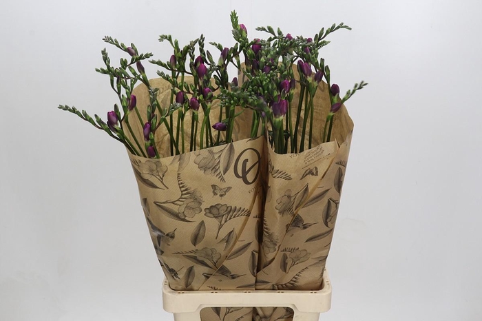 Freesia One Xxl Pink