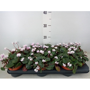 Cyclamen coum
