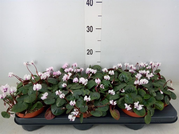 <h4>Cyclamen coum</h4>