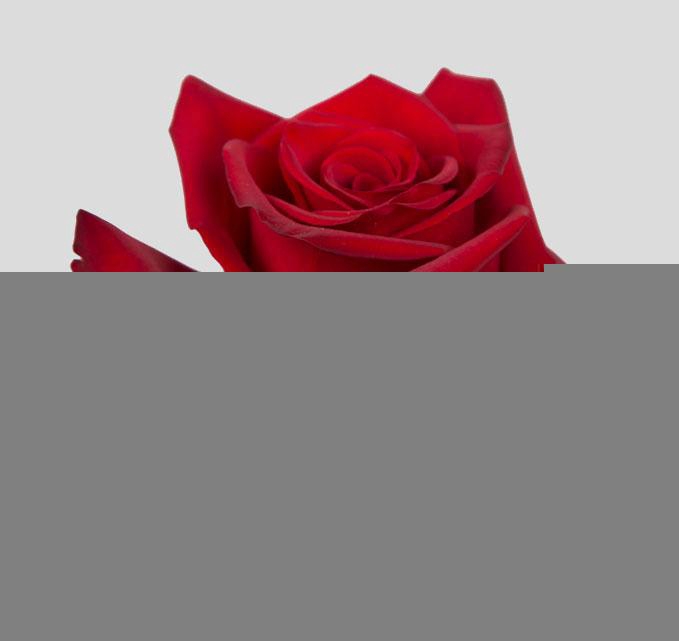 <h4>R GR EXPLORER</h4>