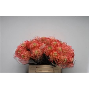 Leuco Ayoba Pink