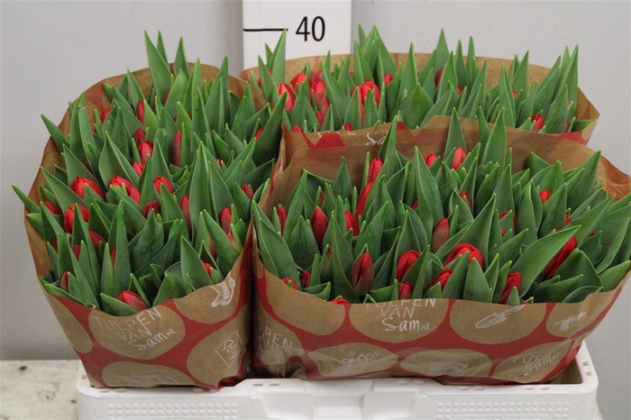 <h4>Tu En Rescue</h4>