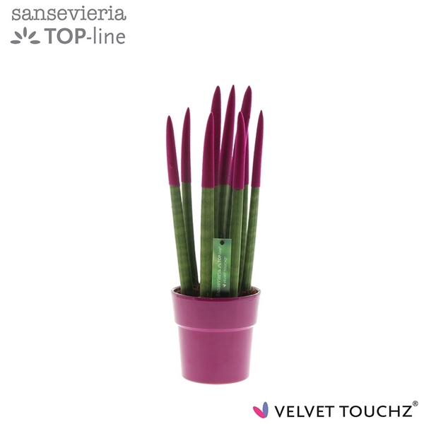 <h4>Sansevieria VELVET TOUCHZ® Fuchsia in keramiek Edel</h4>