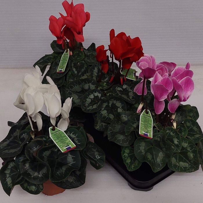 <h4>CYCL GR SUP VINTRO</h4>