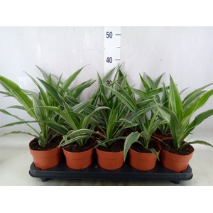 Dracaena fr de 'Warneckei'