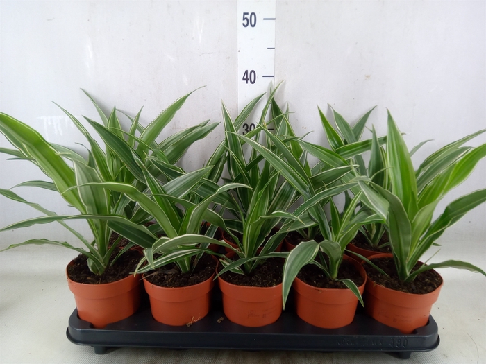 <h4>Dracaena fr de 'Warneckei'</h4>