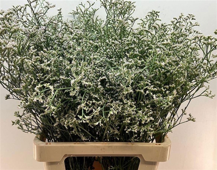 <h4>Lim White Neto</h4>