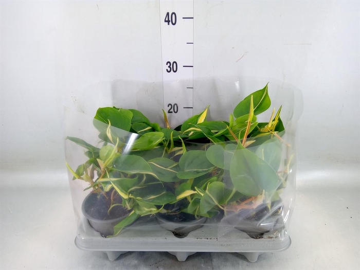 <h4>Epipremnum   ...</h4>