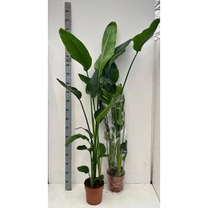 STRELITZIA NICOLAI