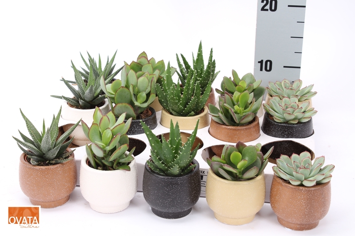 <h4>SUCC GEM 5 SRT</h4>