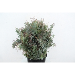 ACACIA MIMOSA BAILEYANA 200GR