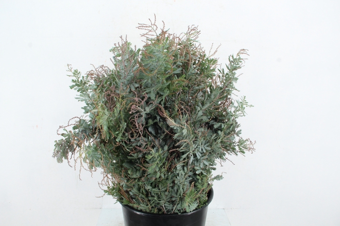<h4>ACACIA MIMOSA BAILEYANA 200GR</h4>
