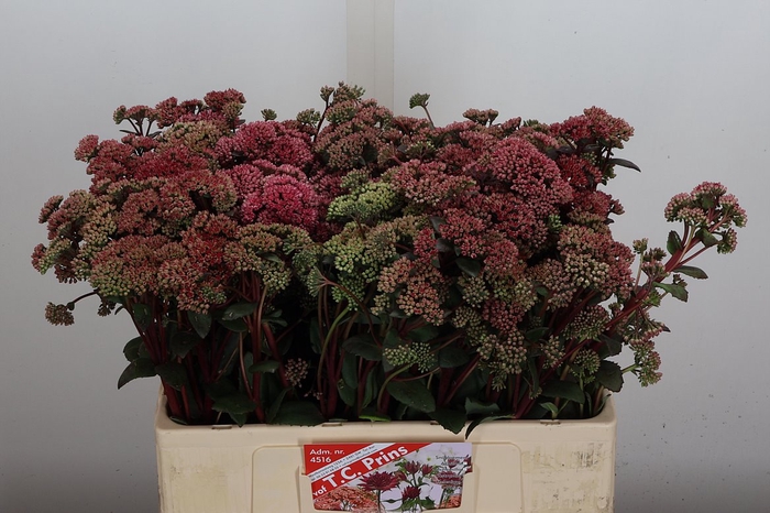 <h4>Sedum Magical Lizzy</h4>