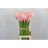 Zantedeschia Eydolls Pink