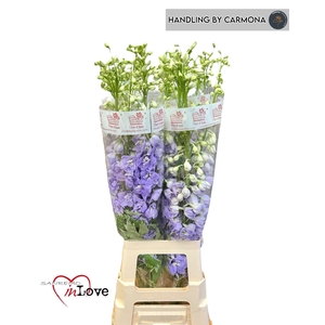 DELPH DU AURORA LAVE