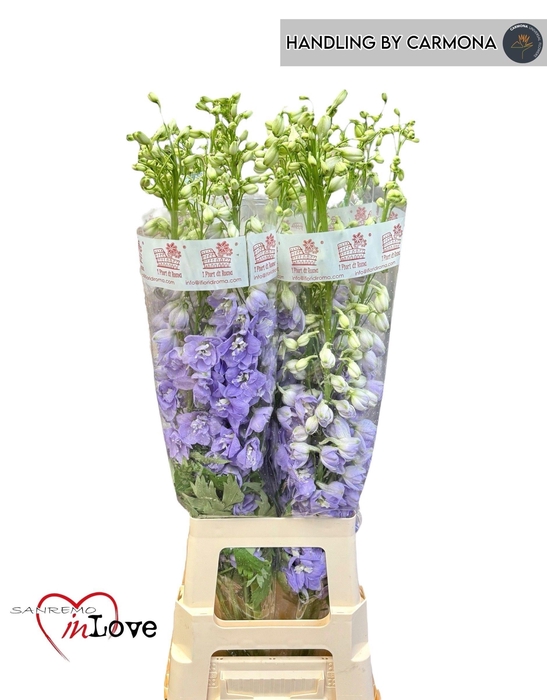 <h4>DELPH DU AURORA LAVE</h4>