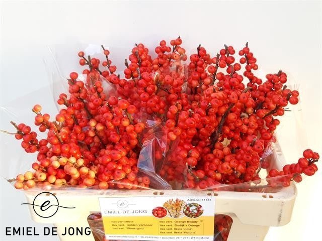 <h4>Ilex verticillata Oudijk's Orange</h4>