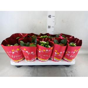 Kalanchoe blos.   ..mix 2